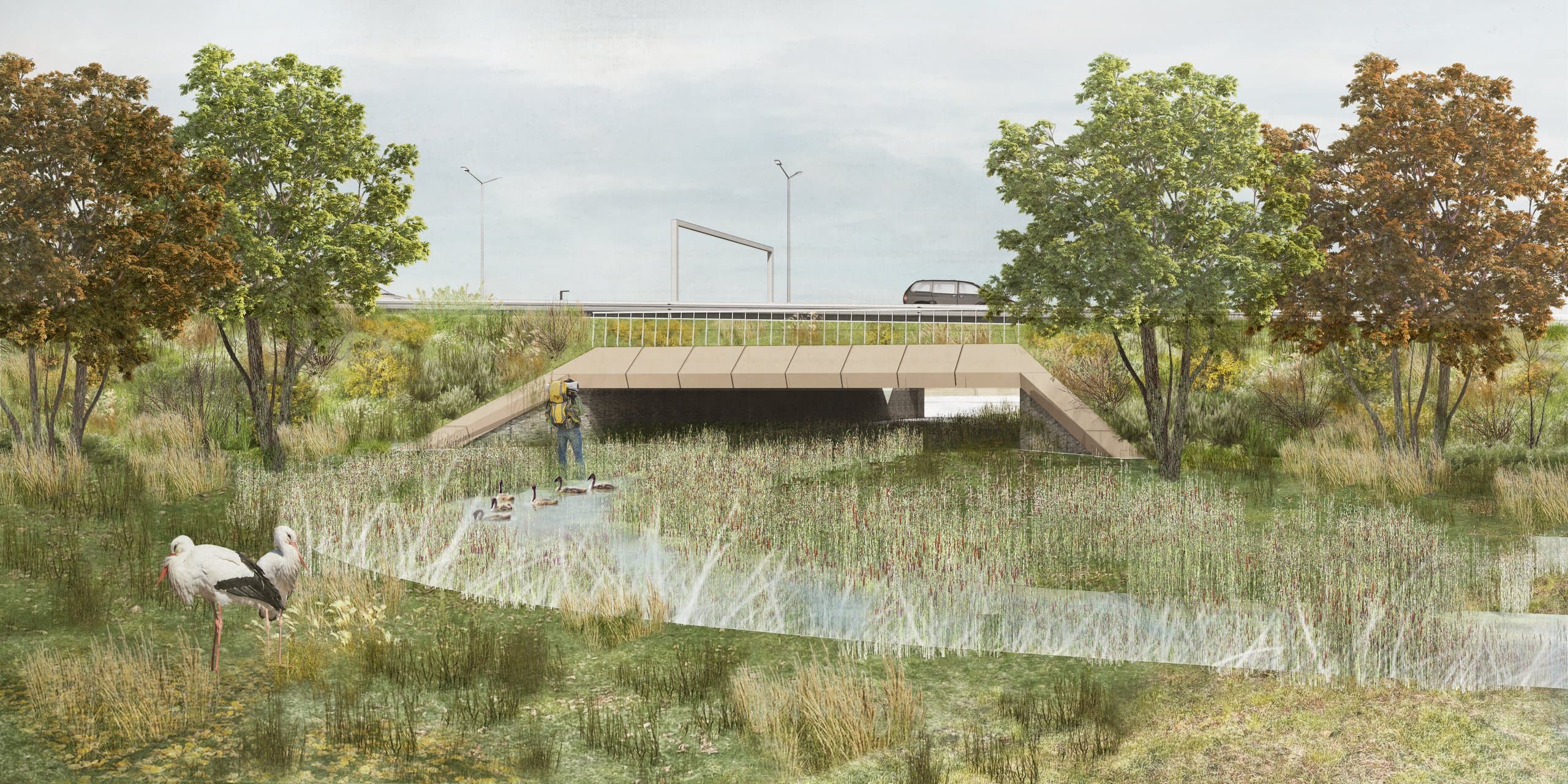 Waterloop en rietkraag bij de ecopassage onder de R4, met ooievaars en ganzen
